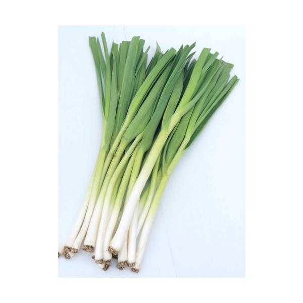 　「葉ニンニク　ハーリック」は、葉ニンニクの専用品種。　葉は柔らかく、肉厚で、甘みがあり、鍋物、炒め物に最適。　秋に植えつけると12月ごろから収穫できます。〔　商品性状につきまして　〕　●ヒガンバナ科の球根　　40cｍ位に育ちます。　●開花...