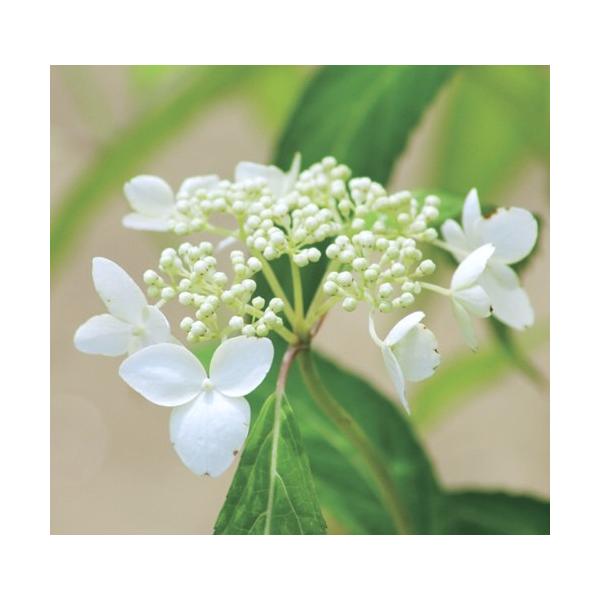 　「アマギアマチャ」は、静岡県天城山に自生する落葉低木。　甘茶をつくる原料植物のなかでもとくに甘味成分の含有量が多いとされます。〔　商品性状につきまして　〕　●アジサイ科の落葉低木　　1〜1.5ｍ位に育ちます。　●開花期　　6月頃　●耐寒性...