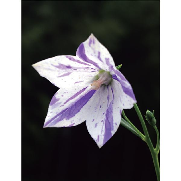 mmAm·͜· ꕤ︎︎】紫陽花　八重•絞り　prot.C　1,244円/苗 楽天市場】【送料無料】山アジサイの苗 品種：坊ヶ鶴 紫八重