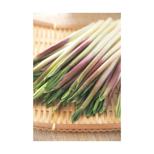 　「ギョウジャニンニク」は、北海道と本州の山地に自生する多年草。　疲労回復や滋養強壮の効果があるアリシンが多く含まれます。　別名「アイヌネギ」。〔　商品性状につきまして　〕　●ヒガンバナ科の多年草　　20〜30cｍ位に育ちます。　●開花期　...