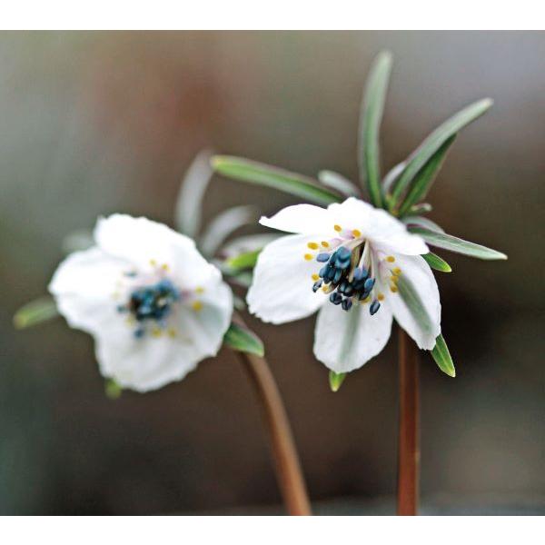 セツブンソウ 球根 1球（入荷予定：2025年10月頃） : e-フラワー