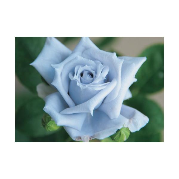バラ 青龍 接木大苗 1本（入荷予定：2025年11月下旬頃） : e-フラワー