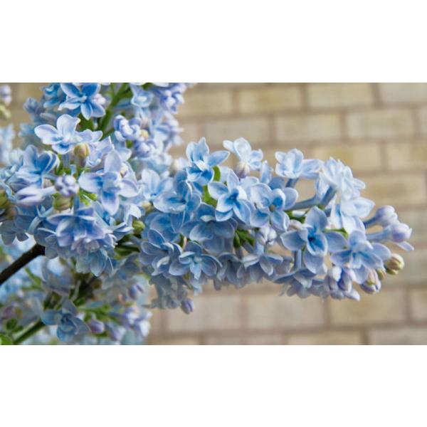 希少 正規品 フランス直輸入 空色 ライラック『プレジデント グレイビー』芳香♪ e-flower_556902