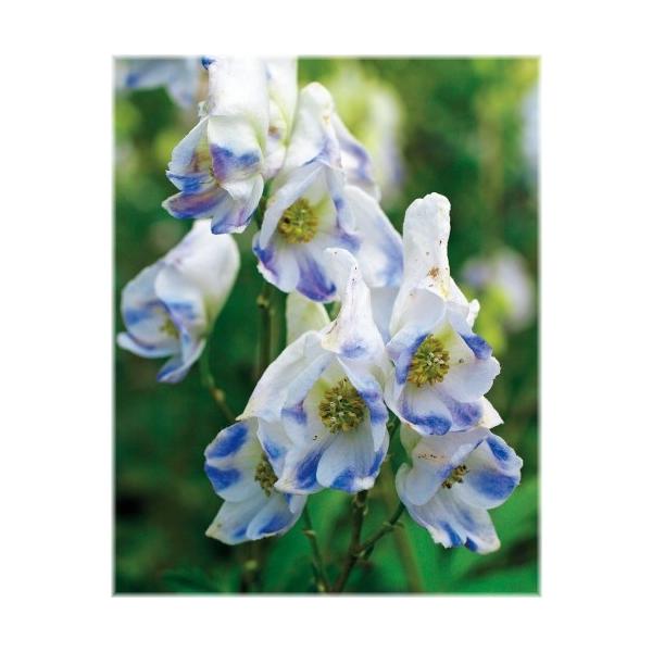 二色咲きトリカブト ポット苗 1株 入荷予定 18年10月下旬頃 Buyee Buyee 日本の通販 商品 オークションの代理入札 代理購入