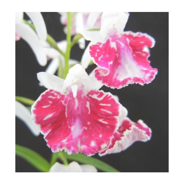 安いウチョウラン 朱花 朱花の通販商品を比較 ショッピング情報のオークファン