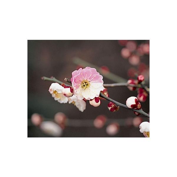 ウメ 盆栽の人気商品 通販 価格比較 価格 Com