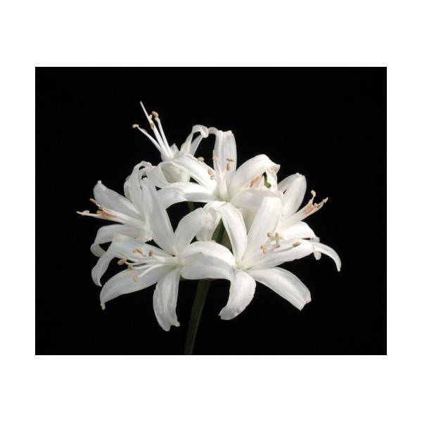 球根 ネリネの人気商品 通販 価格比較 価格 Com