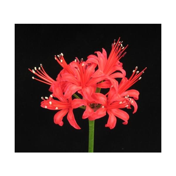 球根 ネリネの人気商品 通販 価格比較 価格 Com