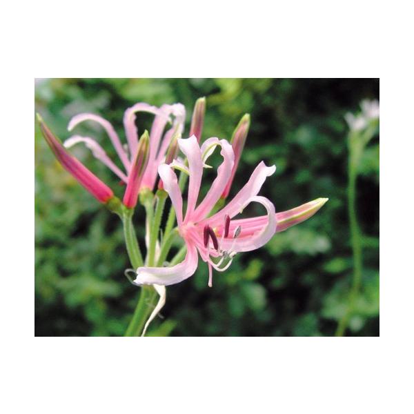 球根 ネリネの人気商品 通販 価格比較 価格 Com