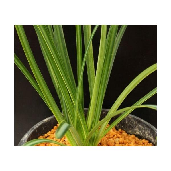 球根 彼岸花の人気商品 通販 価格比較 価格 Com