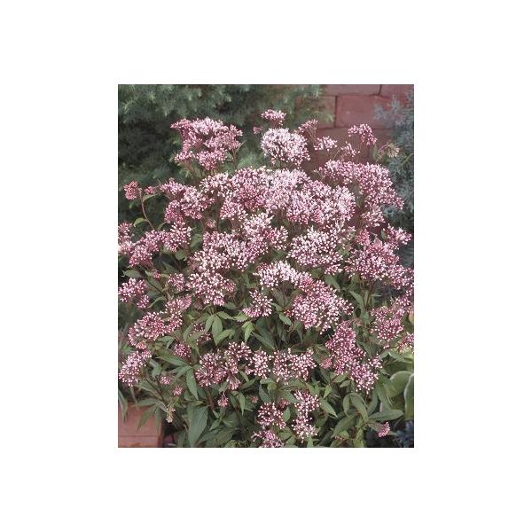 苗 フジバカマ 苗の人気商品 通販 価格比較 価格 Com