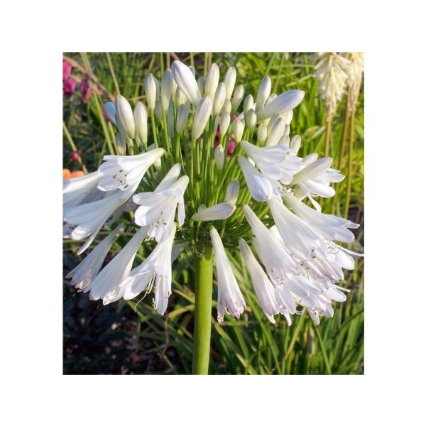 アガパンサス 苗の人気商品 通販 価格比較 価格 Com