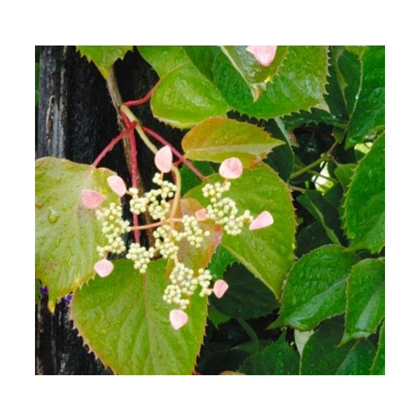 赤花イワガラミ ポット苗 1本 入荷予定 21年10月下旬頃 E フラワー 通販 Yahoo ショッピング