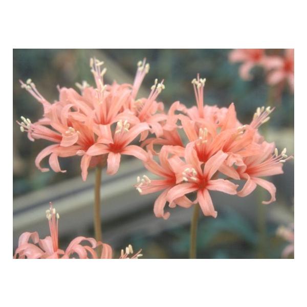 ネリネ サルニエンシス サーモン 球根 2球 Buyee Buyee Japanese Proxy Service Buy From Japan Bot Online