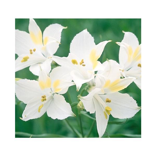 アルストロメリア リグツ系 テスティホワイト 球根 1球 E フラワー 通販 Yahoo ショッピング