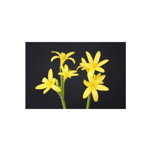 キルタンサスの価格と最安値 おすすめ通販を激安で