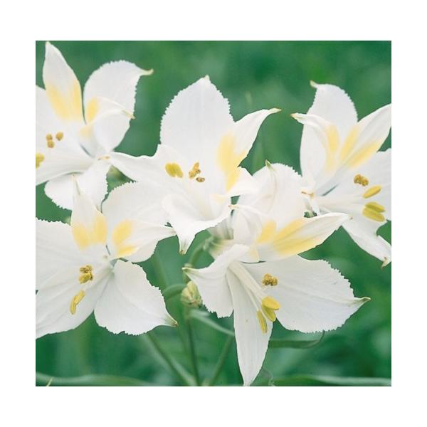 球根 アルストロメリアの人気商品 通販 価格比較 価格 Com