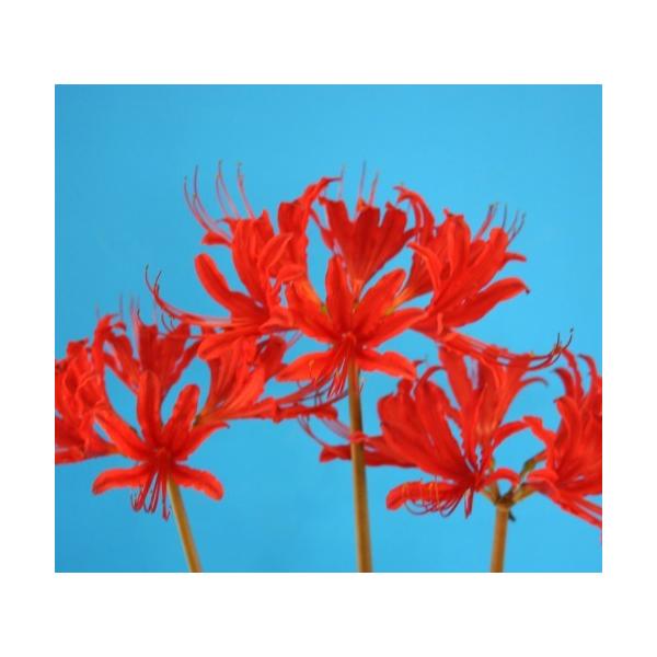 球根 リコリスの人気商品 通販 価格比較 価格 Com