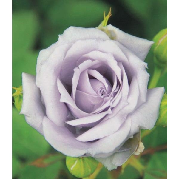 e-flower_84044 e-flower_84044