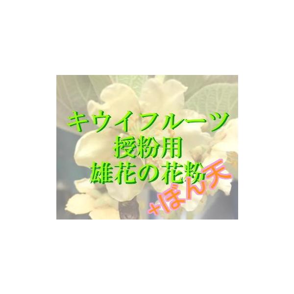人工授粉用キウイ 花粉 ぼん天 1セット Buyee 日本代购平台 产品购物网站大全 Buyee一站式代购 Bot Online