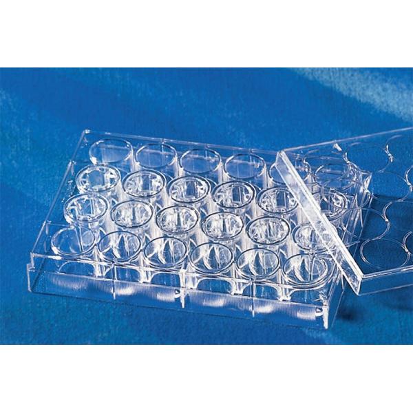 CORNING 3413 パーミアブルサポート 48入の魅力と使い方