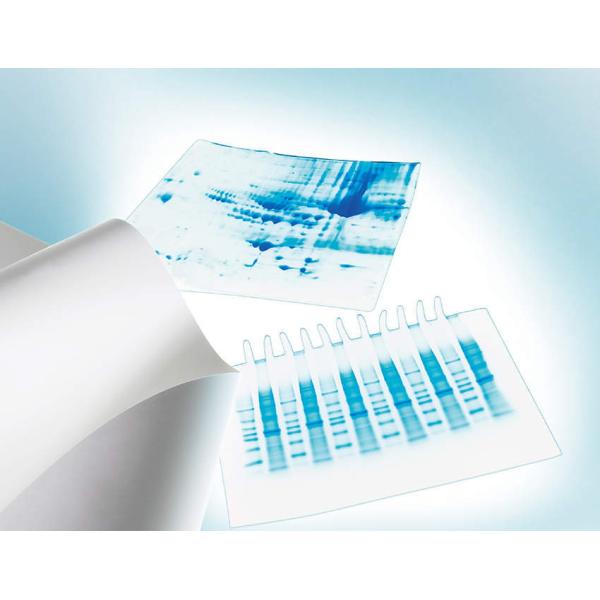 �����N Immobilon-E IEVH00005 1���[��