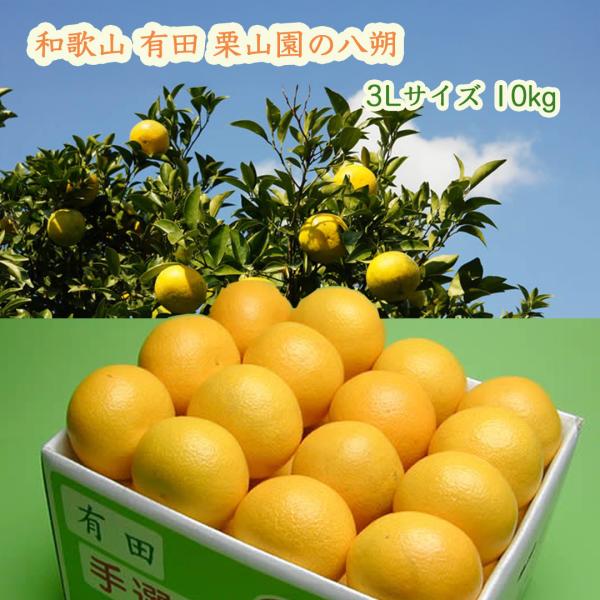 和歌山 有田 栗山園の八朔(はっさく) 3Lサイズ10kg 大好評 びっくりの美味しさ ジューシーで旨みたっぷりパリッとしていて、酸味と甘みのバランスが最高