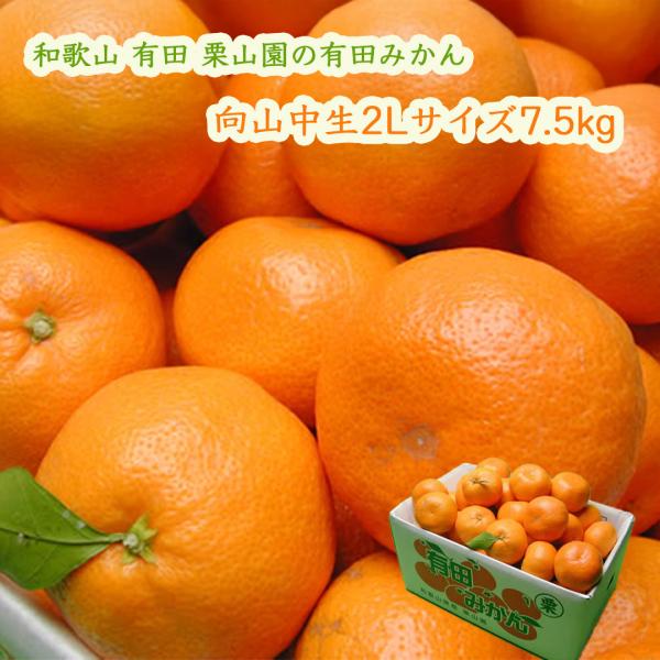 栗山さんの有田みかん 向山中生llサイズ7 5kg Mukai 75ll 心斎橋花房ヤフー店 通販 Yahoo ショッピング