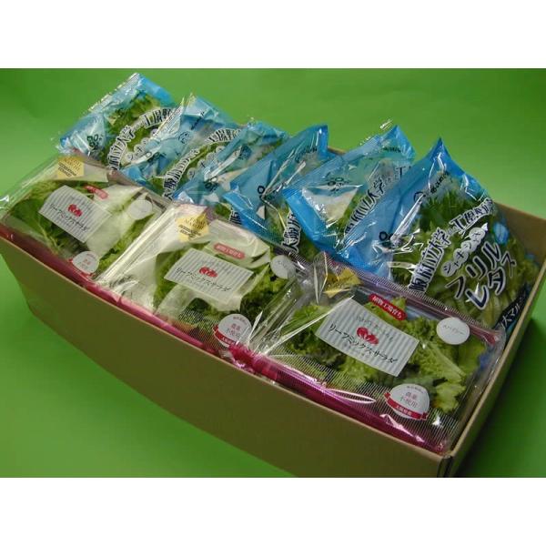 【送料無料(本州、四国、九州）】北海道は・沖縄は1000円となります。【大阪府立大学植物工場直送】●　フリルレタスはパリッとしていてシャキシャキとしたレタスです。●　リーフミックススパイシーには１袋にルッコラ、フリルマスタード、ピノグリーン...