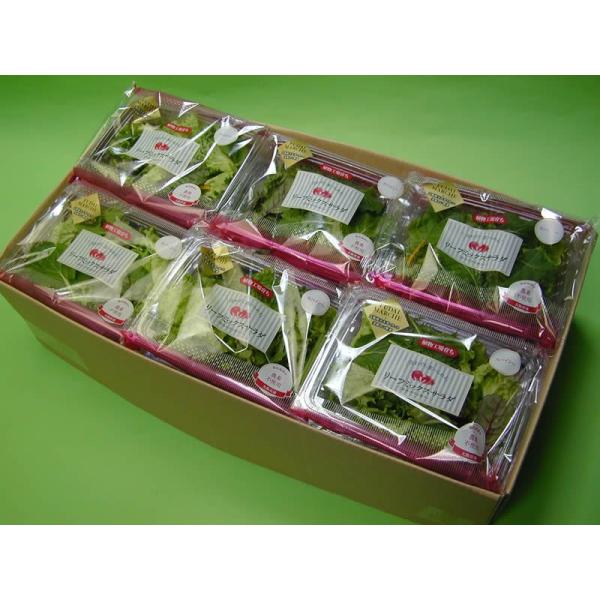 【送料無料(本州、四国、九州）】北海道は・沖縄は1000円となります。【大阪府立大学植物工場直送】●リーフミックスサラダスパイシー(35g)12個のセットです。●リーフミックススパイシーには１袋にルッコラ、フリルマスタード、ピノグリーン（緑...