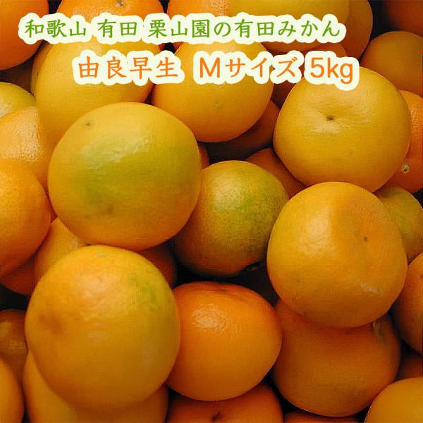 栗山園の有田みかん 由良早生 Mサイズ 5kg 早生みかん 甘くて