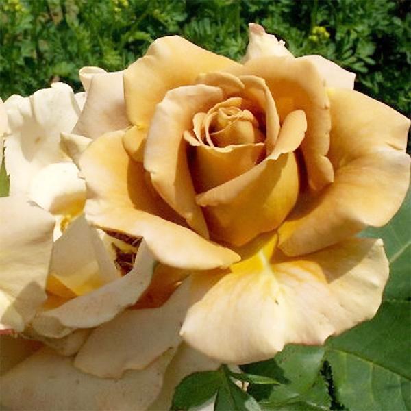 予約販売 25年11月中旬出荷予定 バラ苗 2年大株苗 ハニー