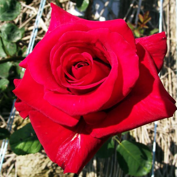 ドイリー1232❤️華麗な薔薇達のドイリー✨特大85×50㎝✨ ドイリー1232❤️華麗な薔薇達のドイリー✨特大85×50㎝✨