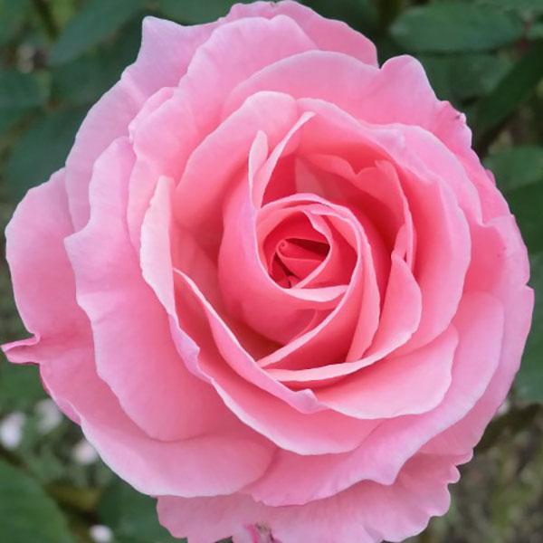 予約販売 25年11月中旬出荷予定 バラ苗 クイーンエリザベス 2年