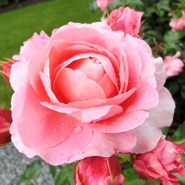 ピンクパンサー 大輪バラ 2年大株苗の魅力と育て方