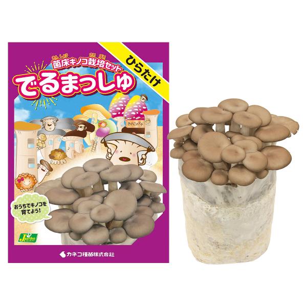 特徴パッケージがかわいい菌床ブロックですきのこ栽培初心者におすすめ採れたての新鮮きのこをご自宅で味わえますセット内容・菌床ブロック 【ひらたけ】・保湿用ポリ袋・保湿剤・栽培のてびき・でるまっしゅQ&amp;A栽培上のご注意・直射日光、高温厳...