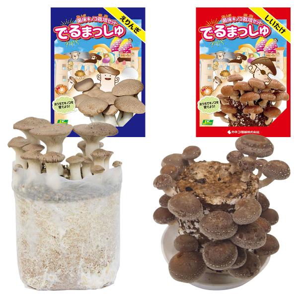 特徴パッケージがかわいい菌床ブロックですきのこ栽培初心者におすすめ採れたての新鮮きのこをご自宅で味わえますセット内容・菌床ブロック 【しいたけ】・浸水兼保湿用ポリ袋・輪ゴム・栽培のてびき・でるまっしゅQ&amp;A・菌床ブロック 【えりんぎ...