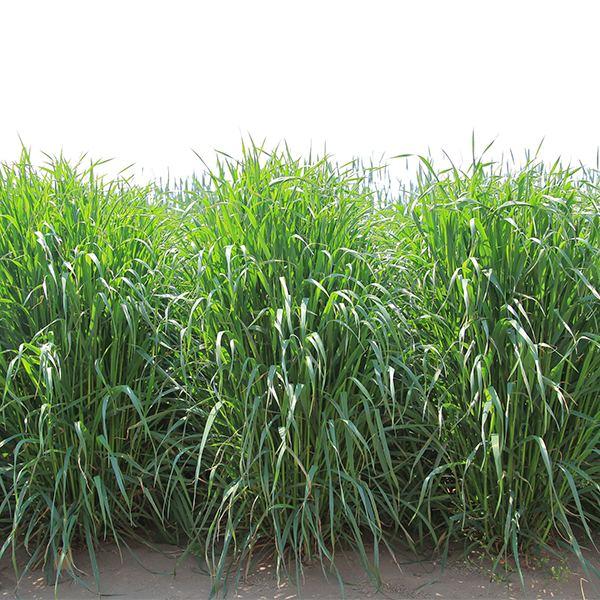 ※メーカーより直送品となります。当店から出荷される商品と一緒に購入された場合別途送料が発生致しますご了承ください。有効期限最低3カ月以上の商品を発送させていただきます。それ以下の期限になる場合、当店よりメールまたはお電話にてご連絡させていた...