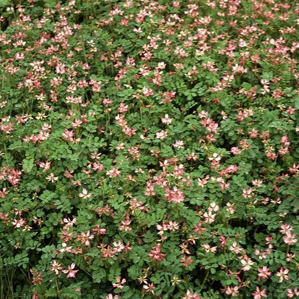 ※メーカーより直送品となります。当店から出荷される商品と一緒に購入された場合別途送料が発生致しますご了承ください。有効期限最低3カ月以上の商品を発送させていただきます。それ以下の期限になる場合、当店よりメールまたはお電話にてご連絡させていた...