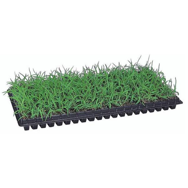 ティフブレア　ピット苗540本(540マス分) ティフブレア ピット苗540本(540マス分)