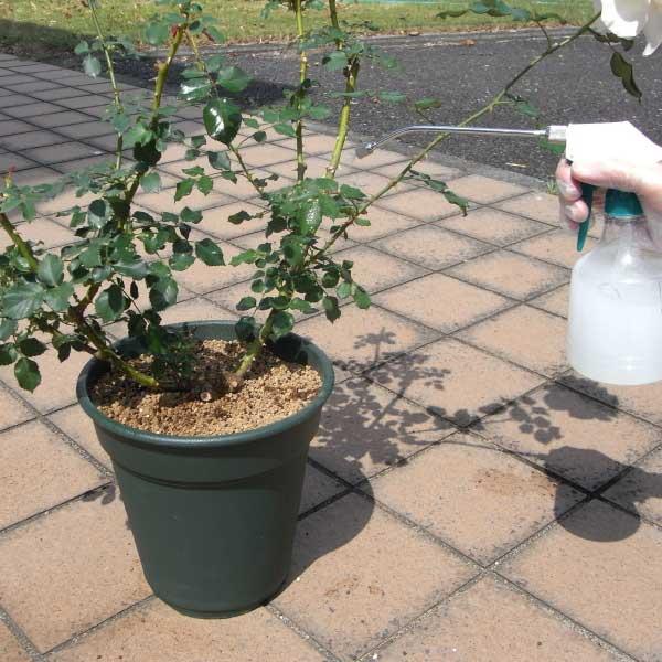 殺菌剤 病気 バラ マイローズstサプロール乳剤 100ml 住友化学園芸 Buyee Buyee Jasa Perwakilan Pembelian Barang Online Di Jepang