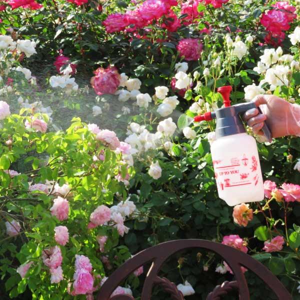 殺菌剤 病気 バラ マイローズstサプロール乳剤 100ml 住友化学園芸 Buyee Buyee Jasa Perwakilan Pembelian Barang Online Di Jepang
