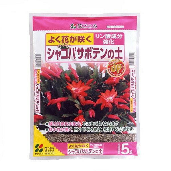 |{y VRoT{e̓y 5L Ԃ |{y T{e |{y A |{y T{e y A y A̓y T{e̓y y 엿 y