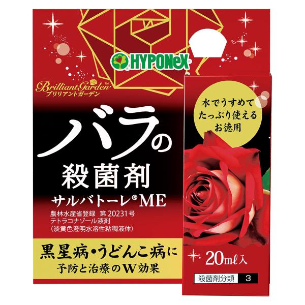 ⚠️保冷剤発泡　TZ便ネームド　ホマロメナsp.バリエガータ\"斑雪\" ⚠️保冷剤発泡 TZ便ネームド ホマロメナsp.バリエガータ 斑雪