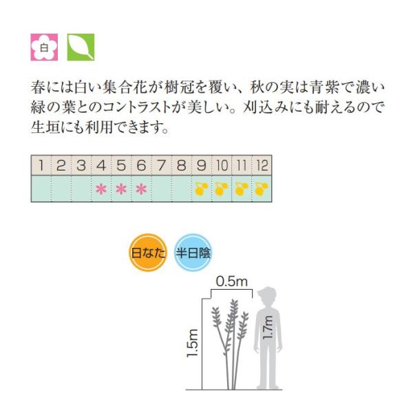 ビバーナム ティヌス トキワガマスミ 白花 生垣 植木 庭木 苗木 花木 常緑低木 Buyee Buyee 日本の通販商品 オークションの代理入札 代理購入
