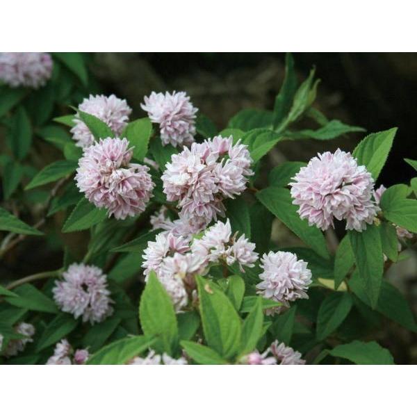 ウツギ 空木 ピンクポンポン 3株セット 八重咲き 手毬状 植木 庭木 苗木 花木 落葉中低木 N0031 Otk 家と庭のdiy通販 イーハウスマニア 通販 Yahoo ショッピング