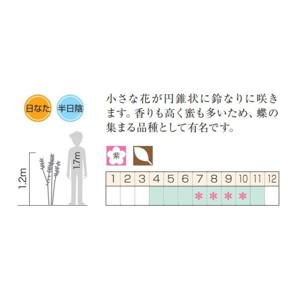 ブッドレア フジウツギ 紫色花香りよし植木庭木苗木落葉低木 Buyee Buyee 提供一站式最全面最专业现地yahoo Japan拍卖代bid代拍代购服务