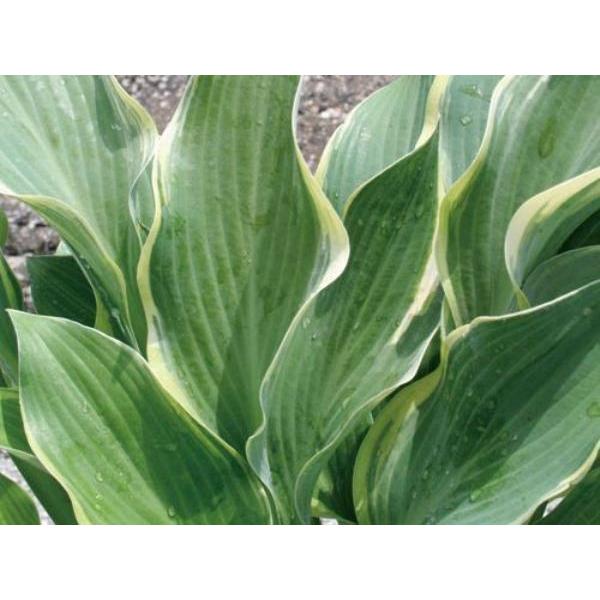 ギボウシ（擬宝珠）ホスタ・サガエ（大株）外斑入り 寒河江 植木 庭木