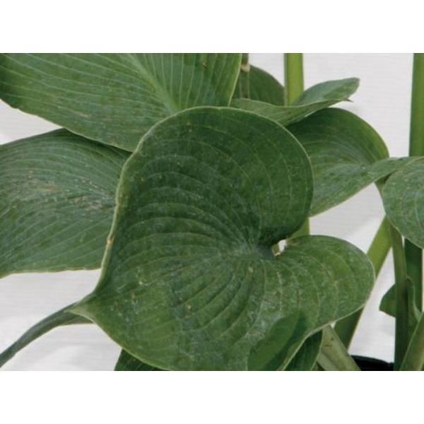 ギボウシ（擬宝珠）ホスタ・エレガンス（大株） 外斑入り 植木 庭木