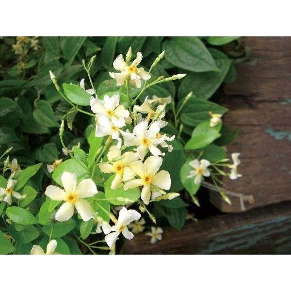 緑のカーテン ツル性植物 テイカカズラ 定家葛 大株 香りよし つる性常緑低木 N0260 Otk 家と庭のdiy通販 イーハウスマニア 通販 Yahoo ショッピング